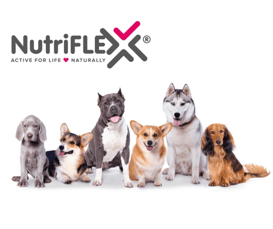 Nutriflex sales for dogs