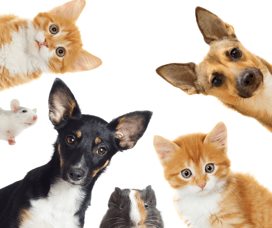 Pets Health - The Beautiful Online Store